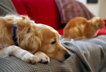 Por que os cães (e gatos) perdem tanto? 9 os cães (e gatos) perdem tanto