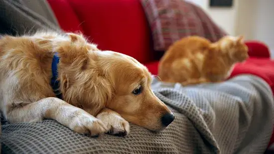 os cães (e gatos) perdem tanto
