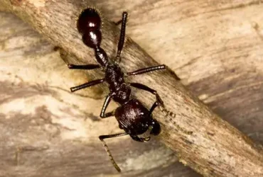picada da formiga-bala
