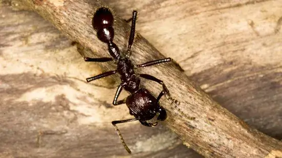 picada da formiga-bala