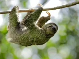 santuário animal