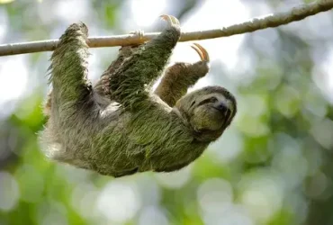 santuário animal