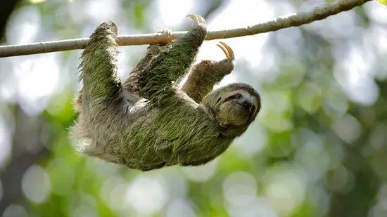 santuário animal