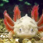 super fofo Axolotl
