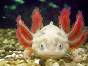 O super fofo Axolotl também é um carnívoro implacável 6 super fofo Axolotl