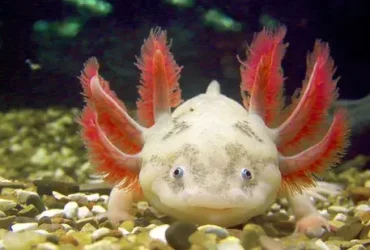 O super fofo Axolotl também é um carnívoro implacável 7 super fofo Axolotl
