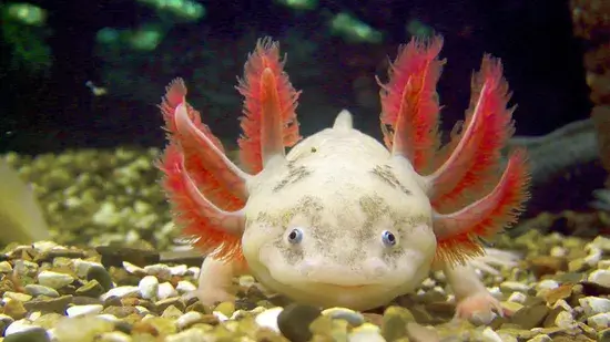 super fofo Axolotl