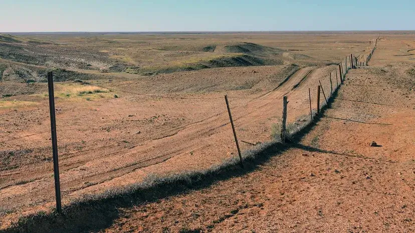 Os Dingoes são perigosos (e alguém realmente comeu um bebê)? 27 A cerca de dingo