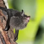 Bebês morcegos balbuciam