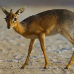 Dik-dik
