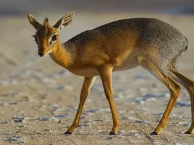 Dik-dik: o minúsculo antílope com o nome embaraçoso 2 Dik-dik