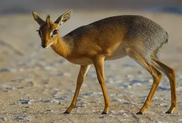 Dik-dik: o minúsculo antílope com o nome embaraçoso 8 Dik-dik
