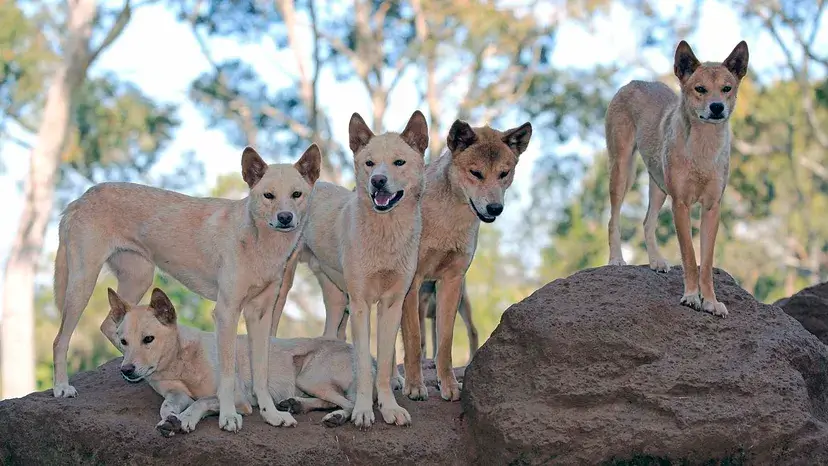Os Dingoes são perigosos (e alguém realmente comeu um bebê)? 26 Dingos vivem e correm em matilhas