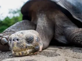 O solitário George viveu até os 100 anos. O sequenciamento do genoma está descobrindo como 7 George