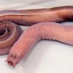 Hagfish