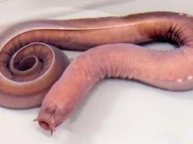 Hagfish: esta máquina de limo semelhante a uma enguia é o pesadelo de um predador 6 Hagfish