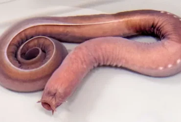 Hagfish