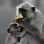 Langurs