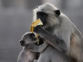 Langurs são primatas que adoram brincar 8 Langurs