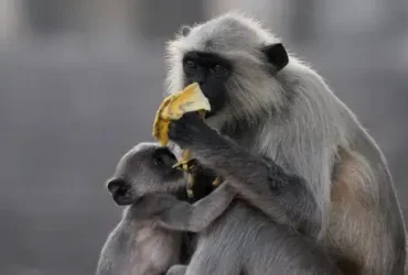 Langurs são primatas que adoram brincar 9 Langurs