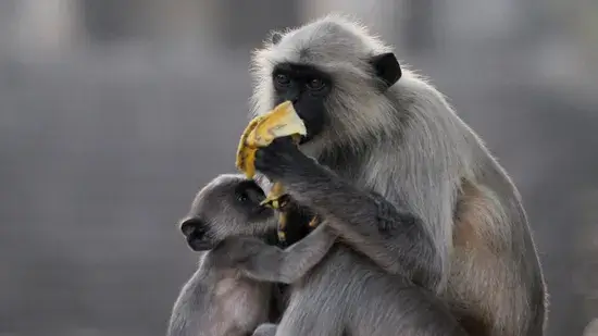 Langurs