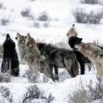 Lobos Cinzentos