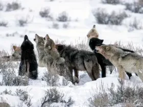 Lobos Cinzentos receberão proteção federal novamente em grande parte dos EUA 4 Lobos Cinzentos