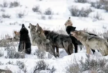 Lobos Cinzentos receberão proteção federal novamente em grande parte dos EUA 10 Lobos Cinzentos