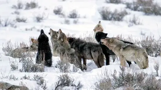 Lobos Cinzentos