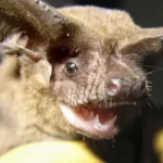 Morcegos de cauda