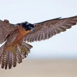 O falcão peregrino