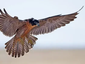 Qual é o animal mais rápido do mundo? 3 O falcão peregrino