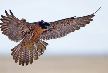 Qual é o animal mais rápido do mundo? 1 O falcão peregrino