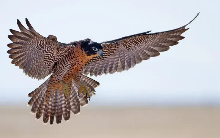 O falcão peregrino