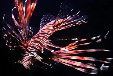 6 fatos sobre o adorável e incrivelmente destrutivo peixe-leão 3 peixe-leão