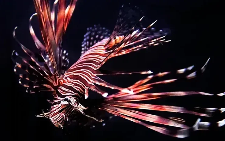 peixe-leão