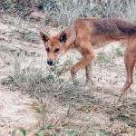 Os Dingoes são perigosos (