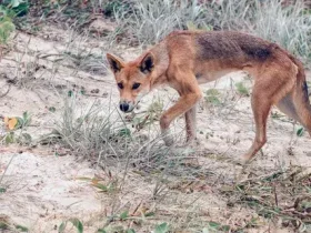 Os Dingoes são perigosos (e alguém realmente comeu um bebê)? 3 Os Dingoes são perigosos (