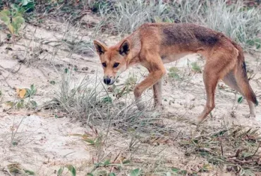 Os Dingoes são perigosos (e alguém realmente comeu um bebê)? 9 Os Dingoes são perigosos (