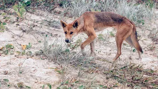 Os Dingoes são perigosos (