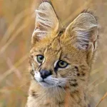 Serval fica alto