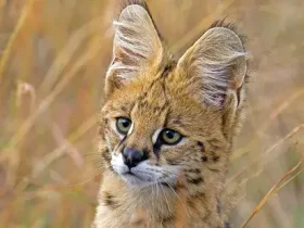 O Serval fica alto e salta como um campeão 4 Serval fica alto