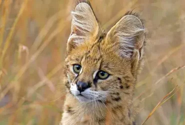 O Serval fica alto e salta como um campeão 7 Serval fica alto
