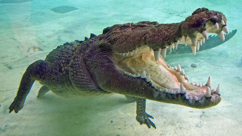 Um crocodilo de água salgada