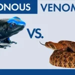 Venenoso vs. Venenoso