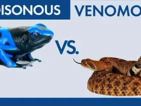 Venenoso vs. Venenoso