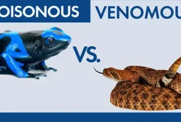 Venenoso vs. Venenoso
