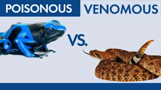 Venenoso vs. Venenoso