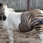 Zorse é um cavalo