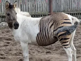 Zorse é um cavalo